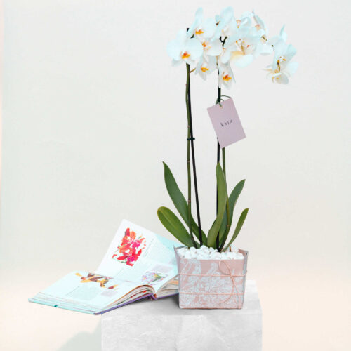 kaia’s orchid grace