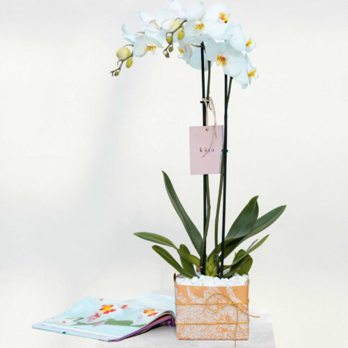 kaia’s orchid charm