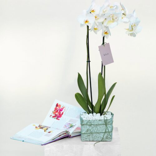 kaia’s orchid elegance