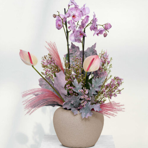 orchids, blushing softness