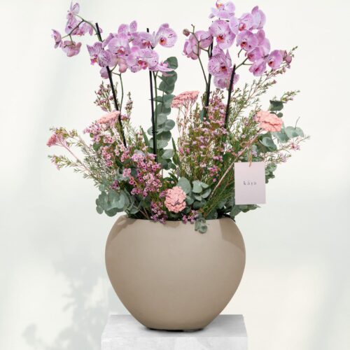 the regal orchid